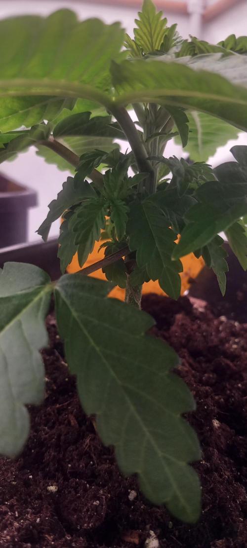 Cali Funk #Thseeds. Week 4 - Kompakt.