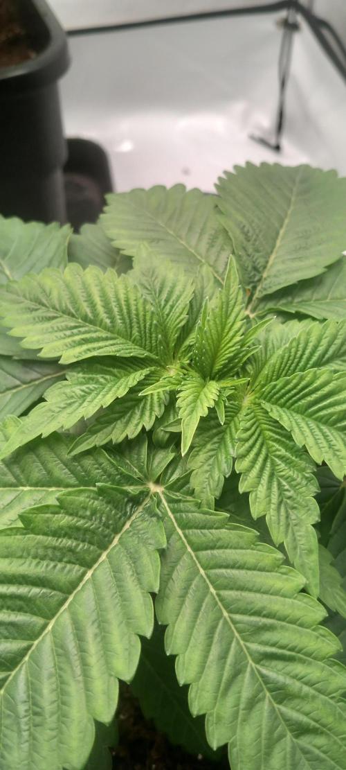 Cali Funk #Thseeds. Week 4 - Sieht gut aus.