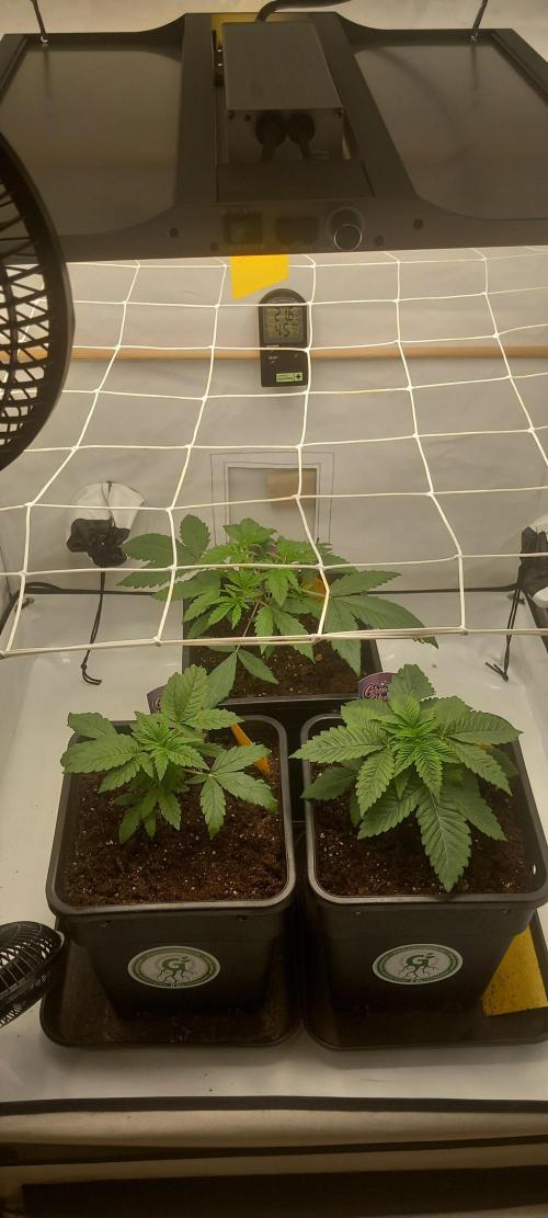 Cali Funk #Thseeds. Week 4 - Unten rechts.