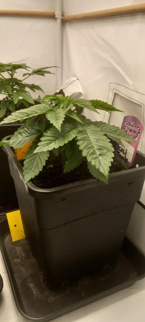 Cali Funk #Thseeds. Week 5 - Massive Blätter.