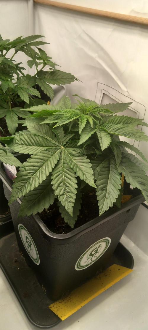 Cali Funk #Thseeds. Week 5 - Wächst.