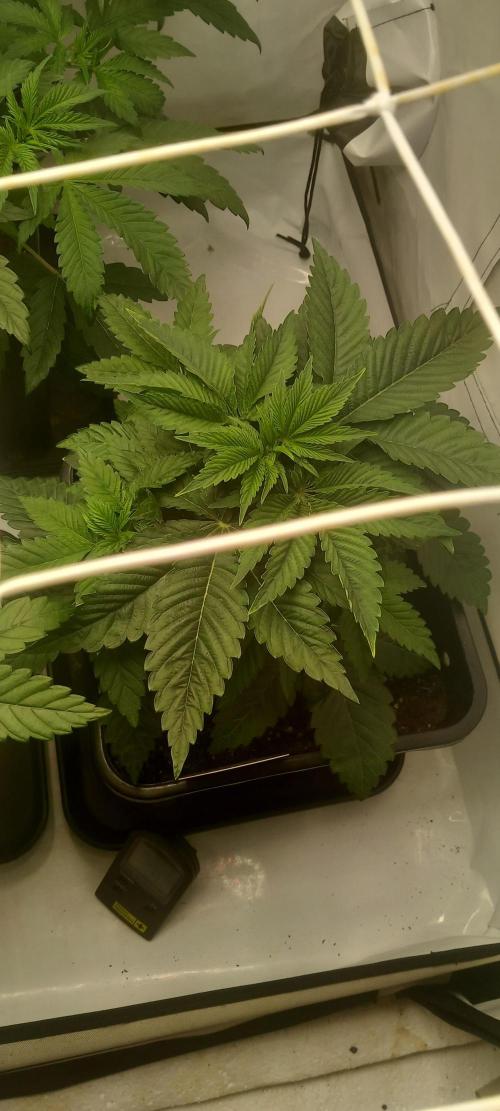 Cali Funk #Thseeds. Week 5 - Wächst.