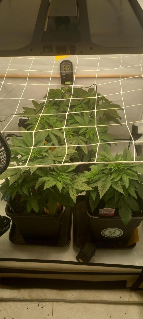 Cali Funk #Thseeds. Week 6 - Vorne rechts, sieht sehr gut aus.