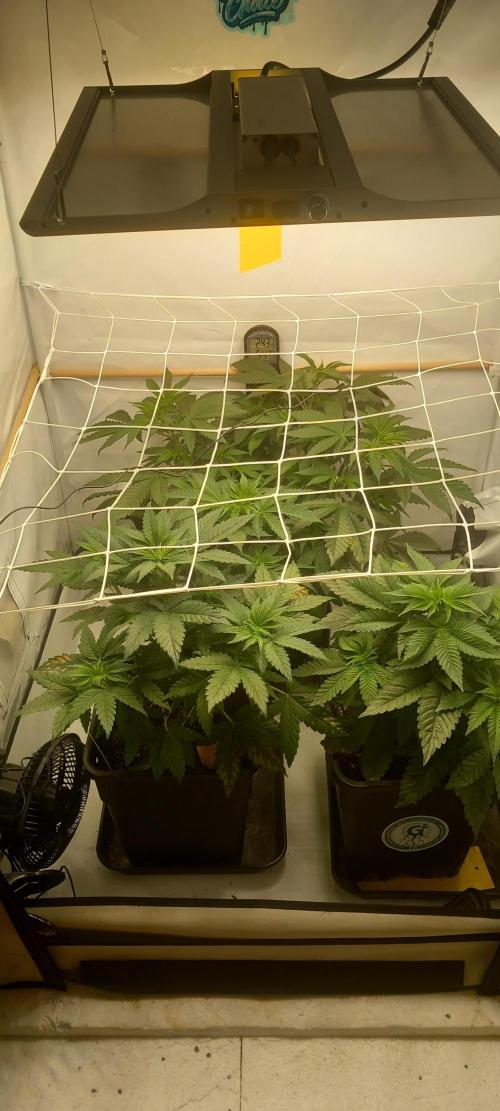 Cali Funk #Thseeds. Week 6 - Kompakt.