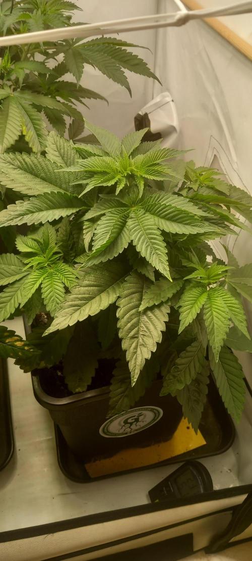 Cali Funk #Thseeds. Week 6 - Wächst.