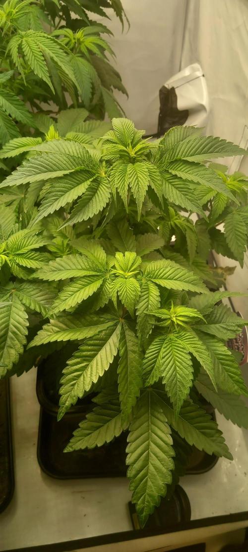 Cali Funk #Thseeds. Week 7 - Blüte beginnt langsam.