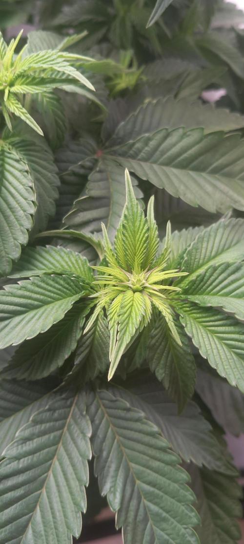 Cali Funk #Thseeds. Week 8 - Sieht sehr schön aus.