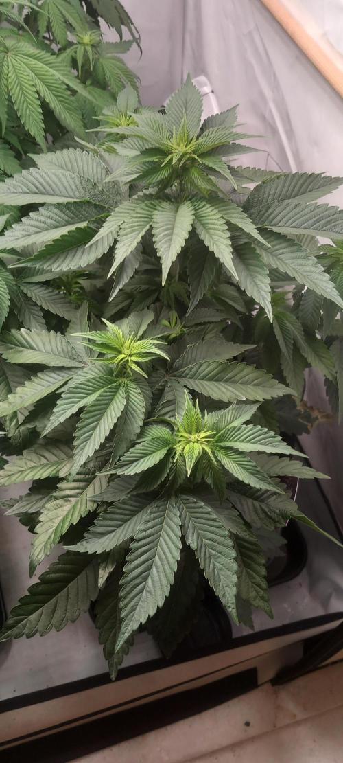 Cali Funk #Thseeds. Week 8 - Kommt.