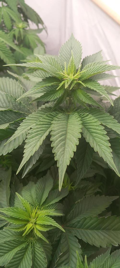 Cali Funk #Thseeds. Week 8 - Bis jetzt alles super.