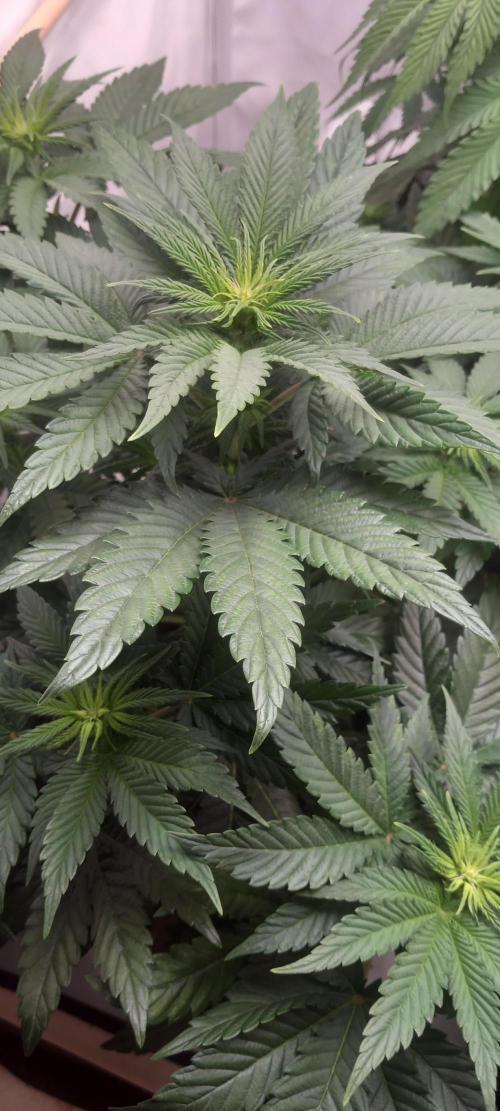 Cali Funk #Thseeds. Week 8