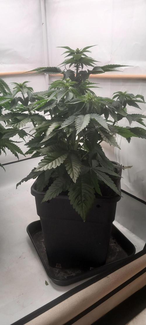 Cali Funk #Thseeds. Week 8 - Kompakt.