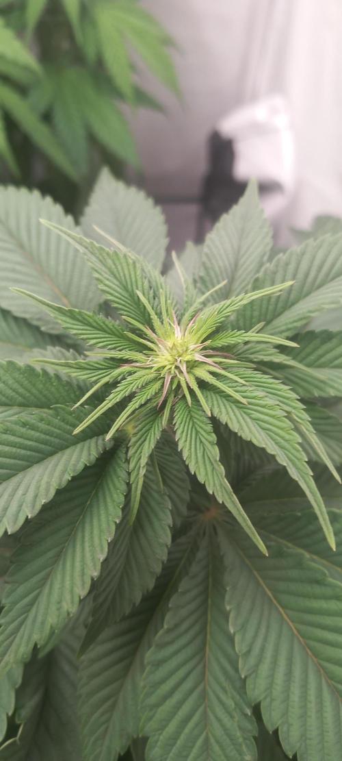 Cali Funk #Thseeds. Week 8 - Sehr schöner Anblick.