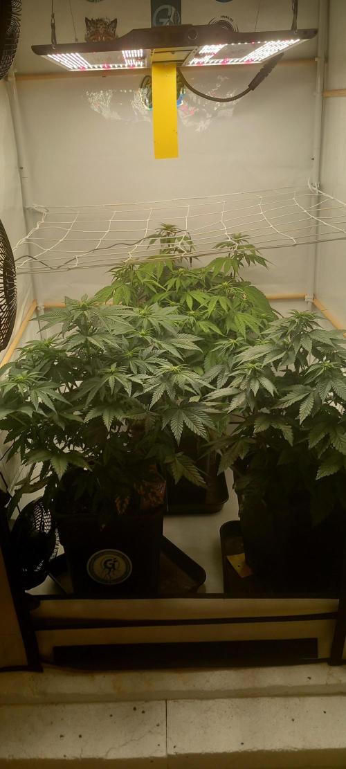 Cali Funk #Thseeds. Week 8