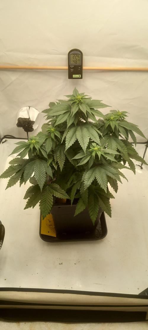 Cali Funk #Thseeds. Week 8