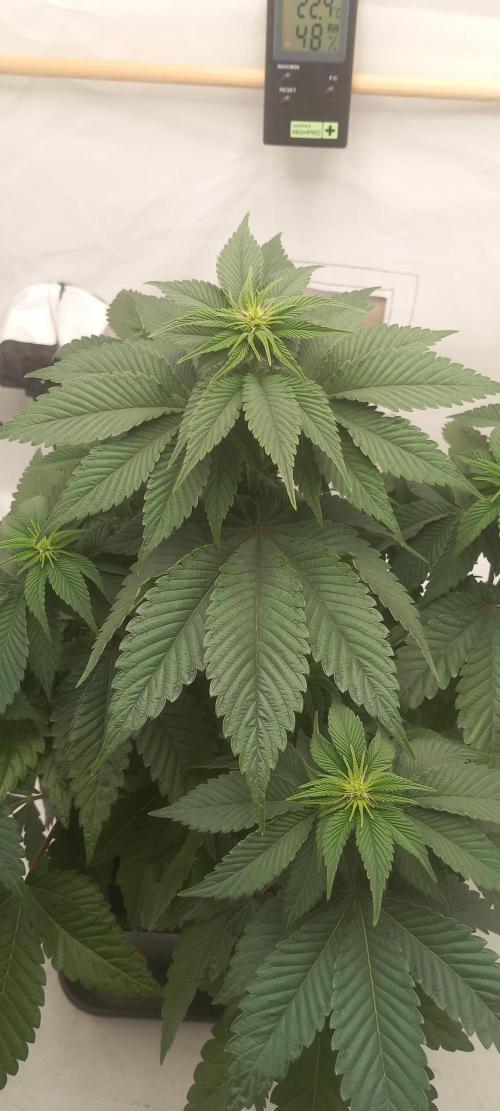 Cali Funk #Thseeds. Week 8