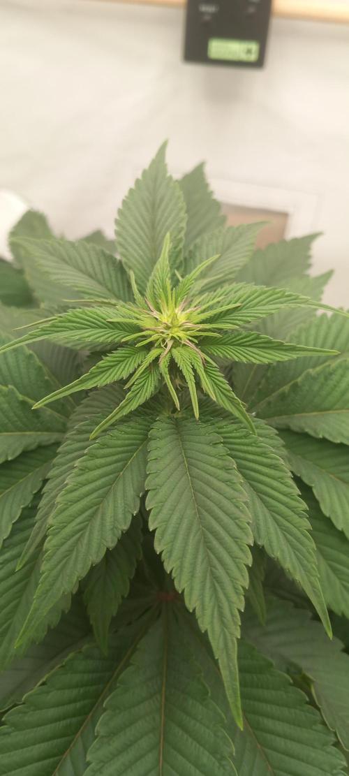 Cali Funk #Thseeds. Week 8