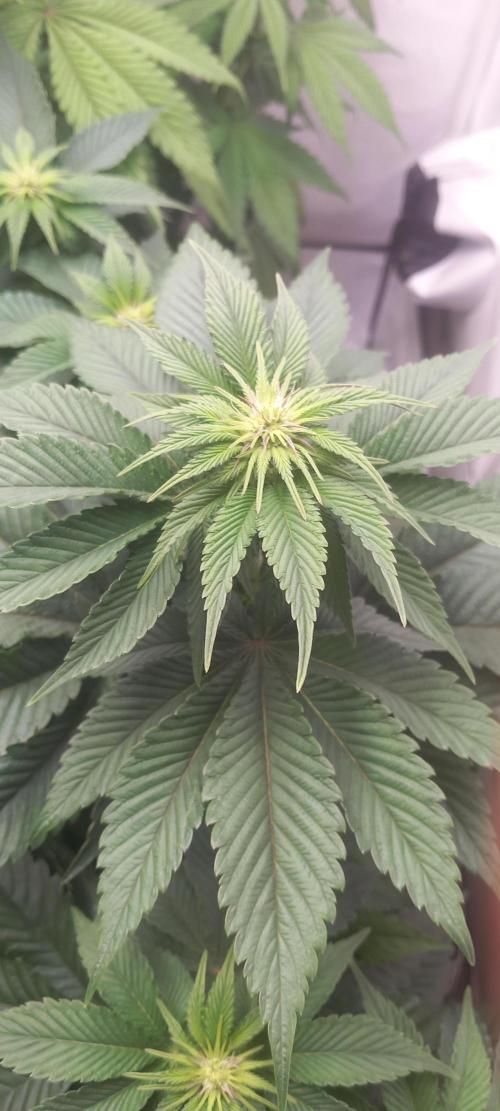 Cali Funk #Thseeds. Week 9 - Sieht schon sehr gut aus.