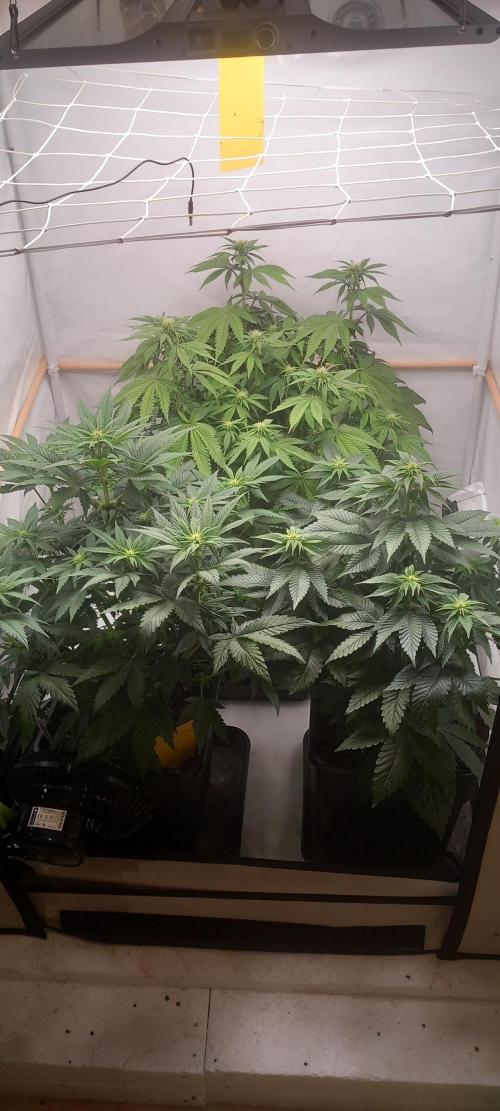 Cali Funk #Thseeds. Week 9 - Vorne rechts.