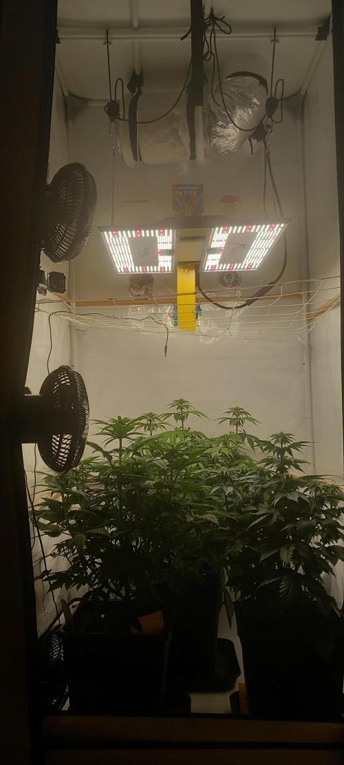 Cali Funk #Thseeds. Week 9 - Pure Led.