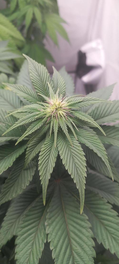 Cali Funk #Thseeds. Week 9 - Schöner Anblick.