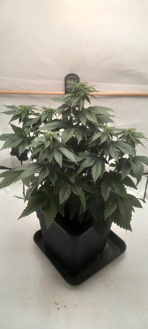 Cali Funk #Thseeds. Week 9 - Sehr kompakt.