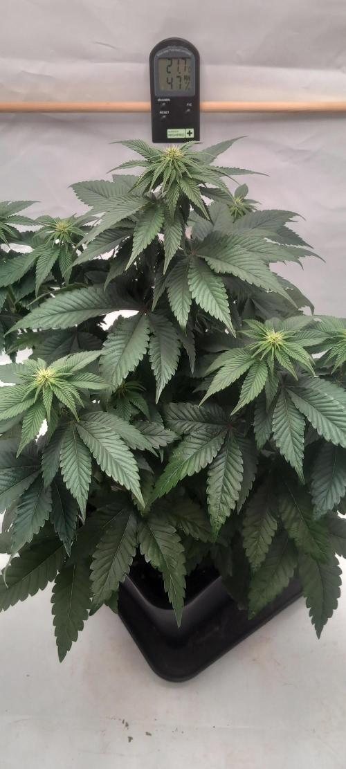 Cali Funk #Thseeds. Week 9 - Sieht gut aus.