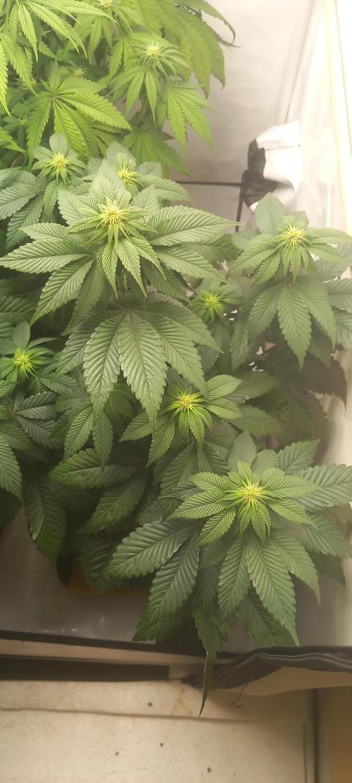 Cali Funk #Thseeds. Week 9