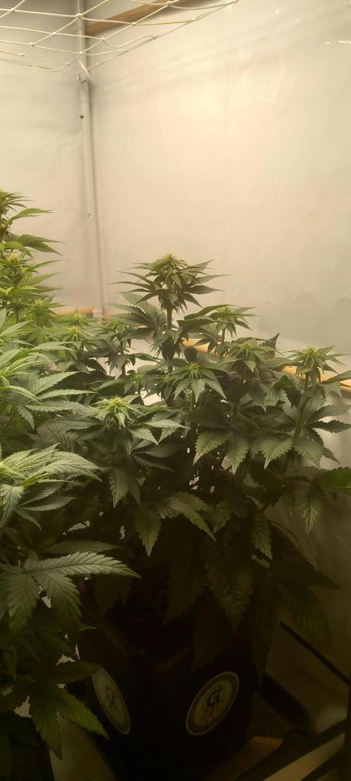 Cali Funk #Thseeds. Week 9 - Kompakt aber stark.