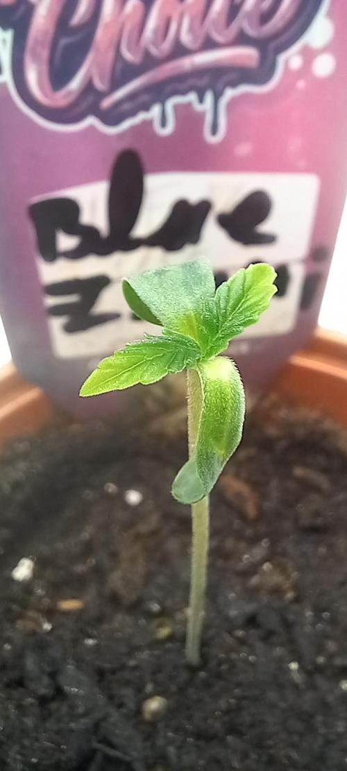 Blue Zushi. Week 1 - Wächst.