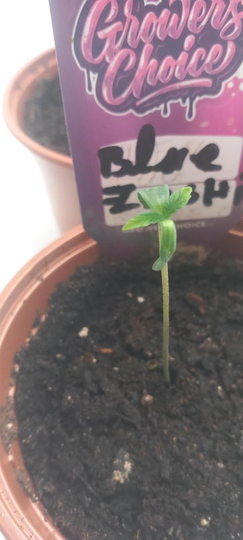 Blue Zushi. Week 1 - Wächst.