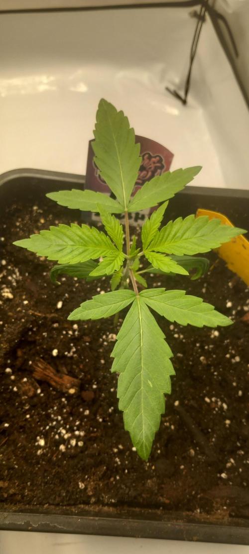 Blue Zushi. Week 2 - Sieht gut aus.