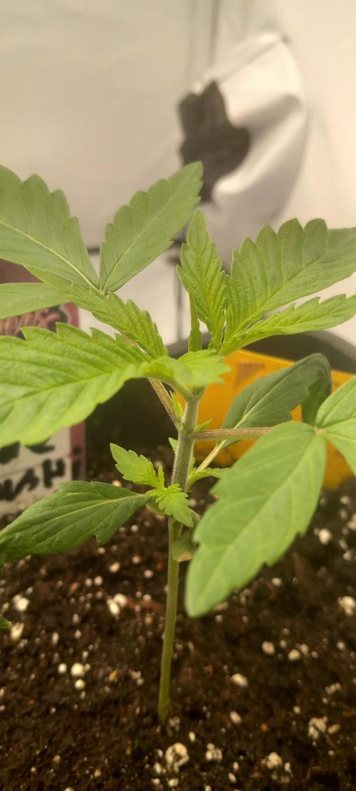 Blue Zushi. Week 2 - Sehr starkes Wachstum.