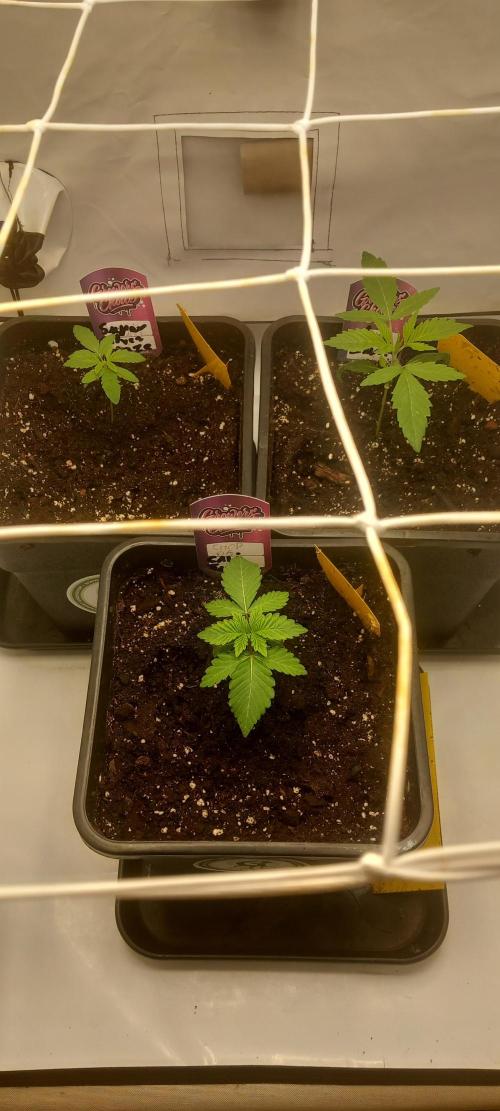 Blue Zushi. Week 3 - Oben rechts.