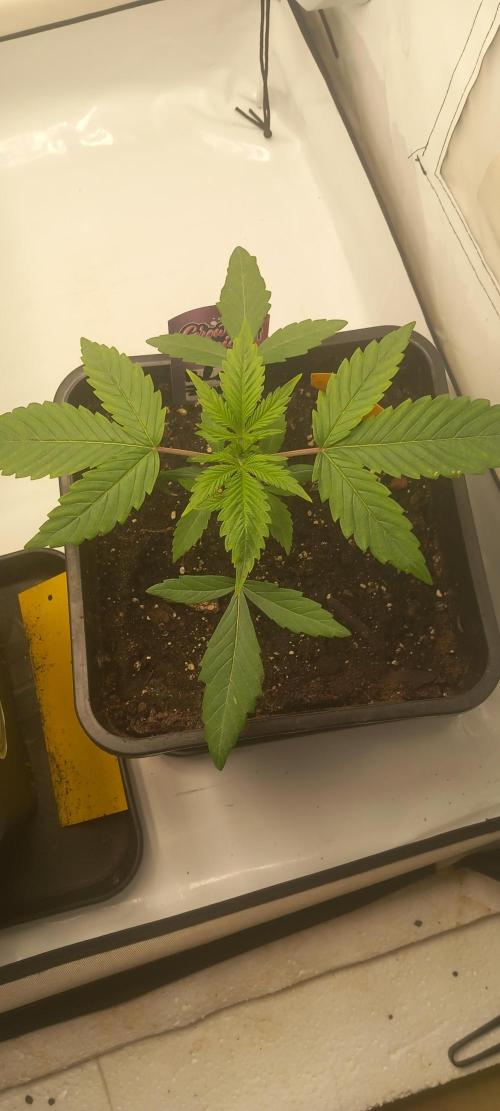 Blue Zushi. Week 3 - Sieht schon gut aus.