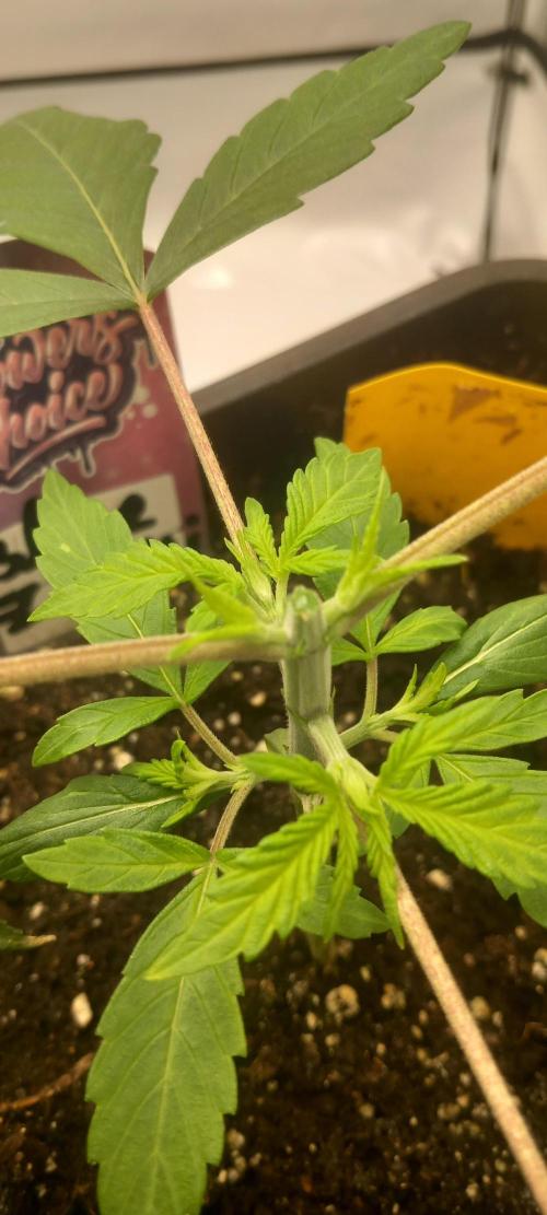 Blue Zushi. Week 3 - Getoppt.