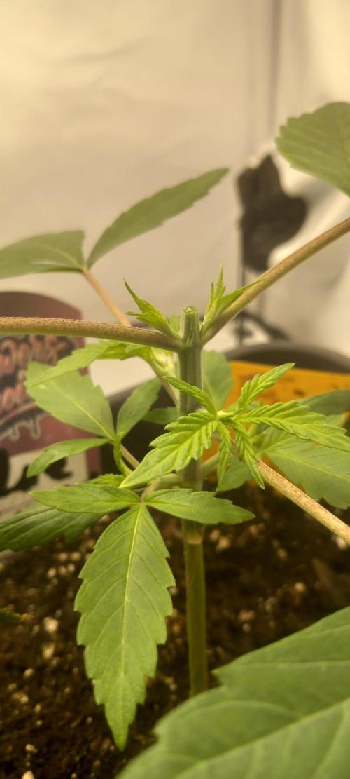 Blue Zushi. Week 3 - Getoppt.