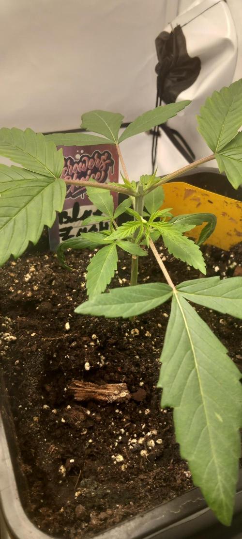 Blue Zushi. Week 3 - Starkes Wachstum.