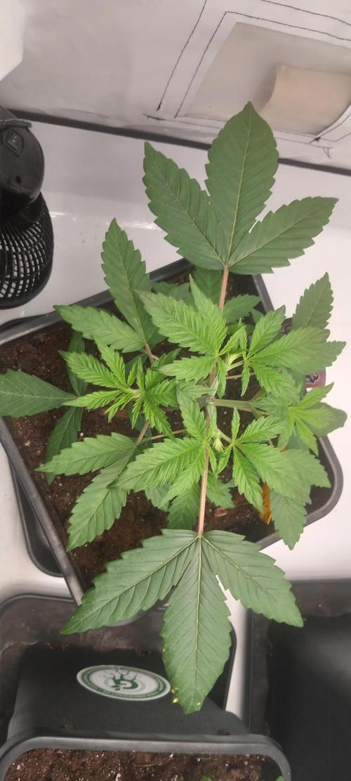 Blue Zushi. Week 4 - Starkes Wachstum und sieht gut aus.