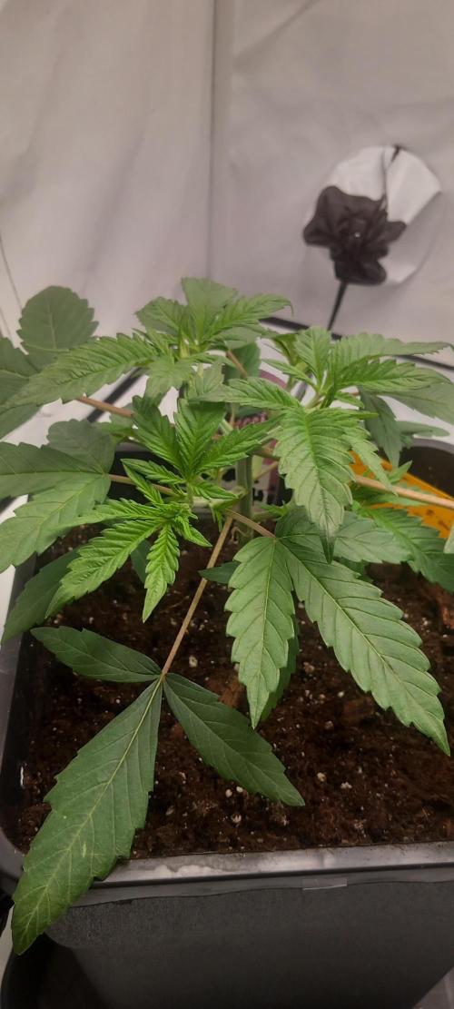 Blue Zushi. Week 4 - Wächst und wächst.