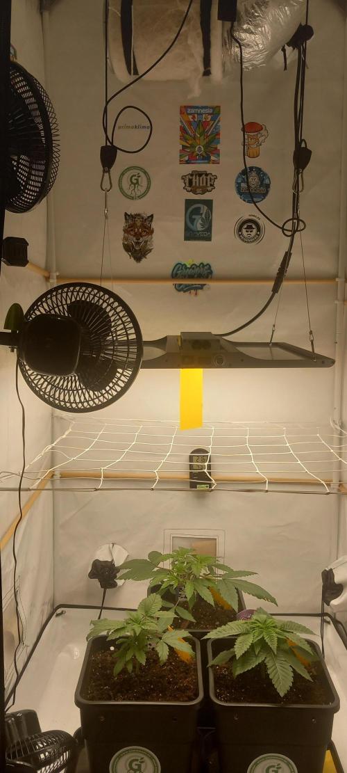 Blue Zushi. Week 4 - Hintere Pflanze.