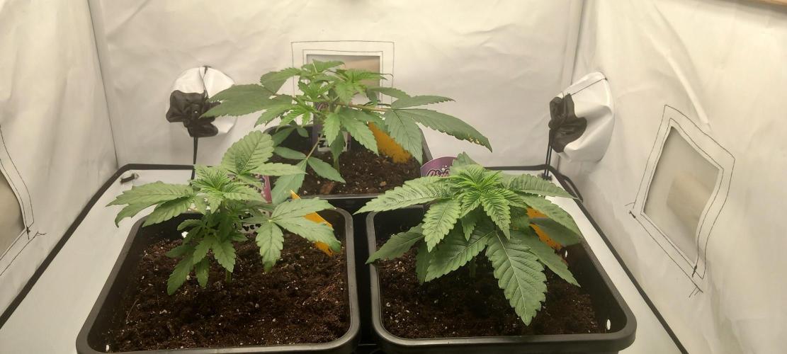 Blue Zushi. Week 4 - Hintere Pflanze.