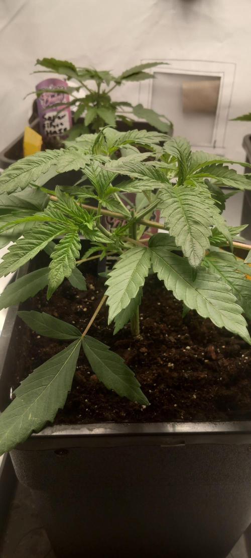 Blue Zushi. Week 5 - Wächst sehr stark.