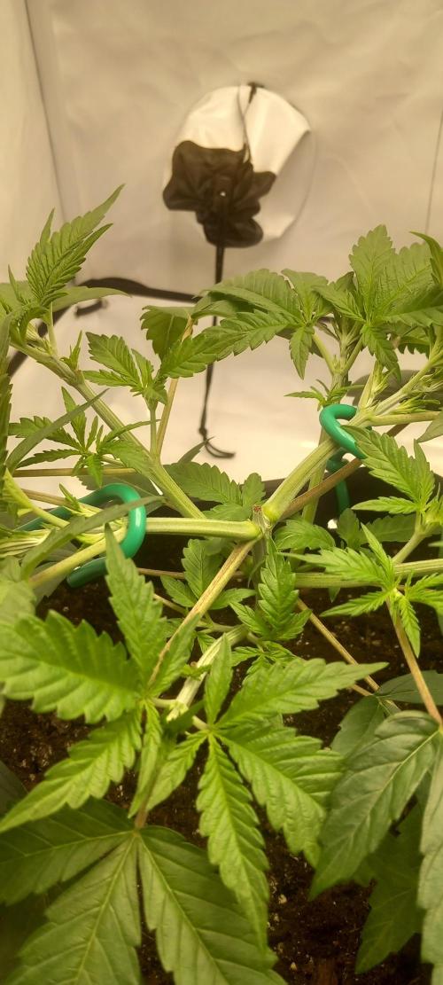 Blue Zushi. Week 5 - Bisschen LST.