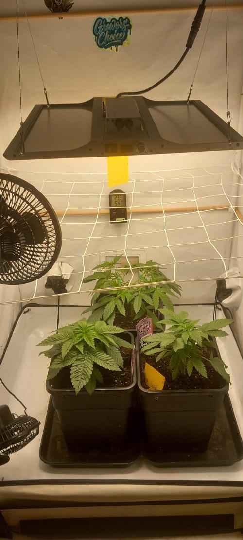 Blue Zushi. Week 5 - Obere Pflanze.