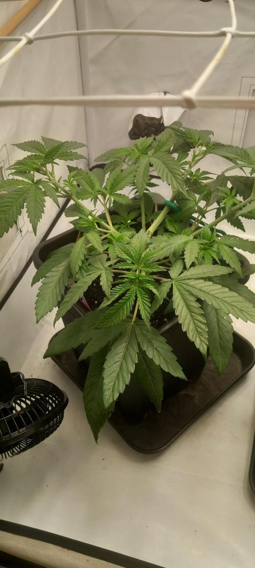 Blue Zushi. Week 5 - Wächst stark.