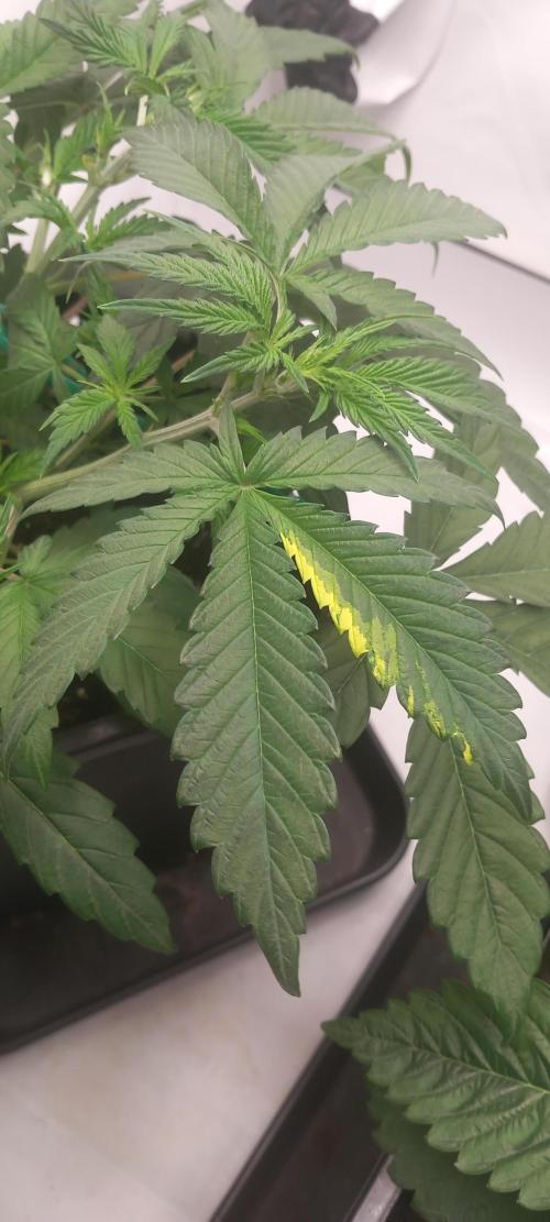 Blue Zushi. Week 5 - Ok.