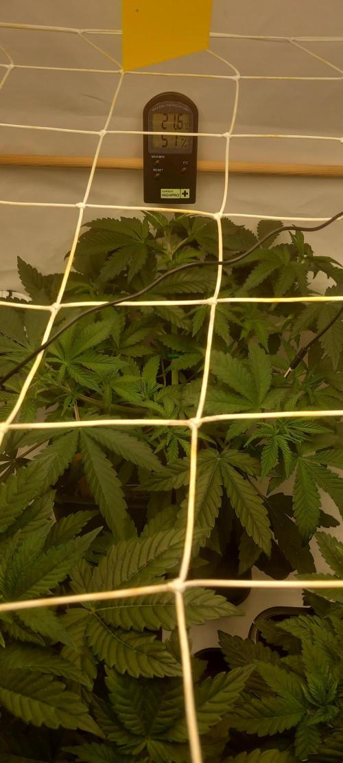 Blue Zushi. Week 6 - Starkes Wachstum.