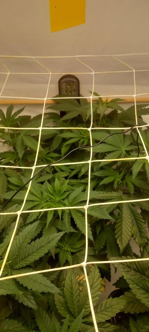 Blue Zushi. Week 7 - Wächst und wächst.