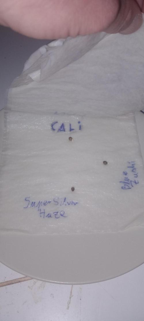 Winter Grow, Super Silver Haze. Week 0