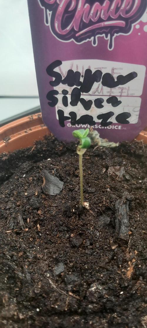 Winter Grow, Super Silver Haze. Week 0